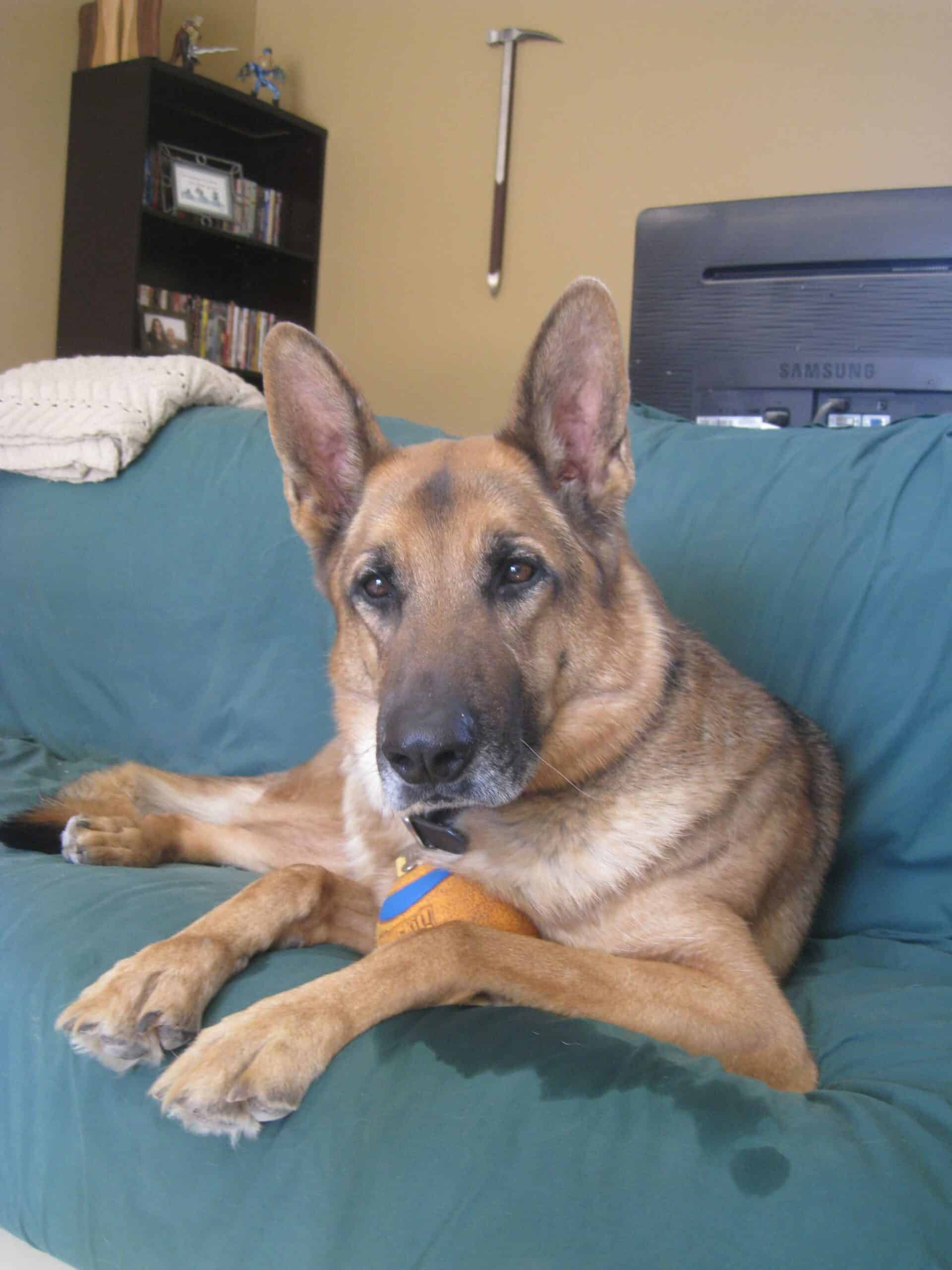 Healing Hands Veterinary Hospital’s Approach to Reactive Dog Behavior