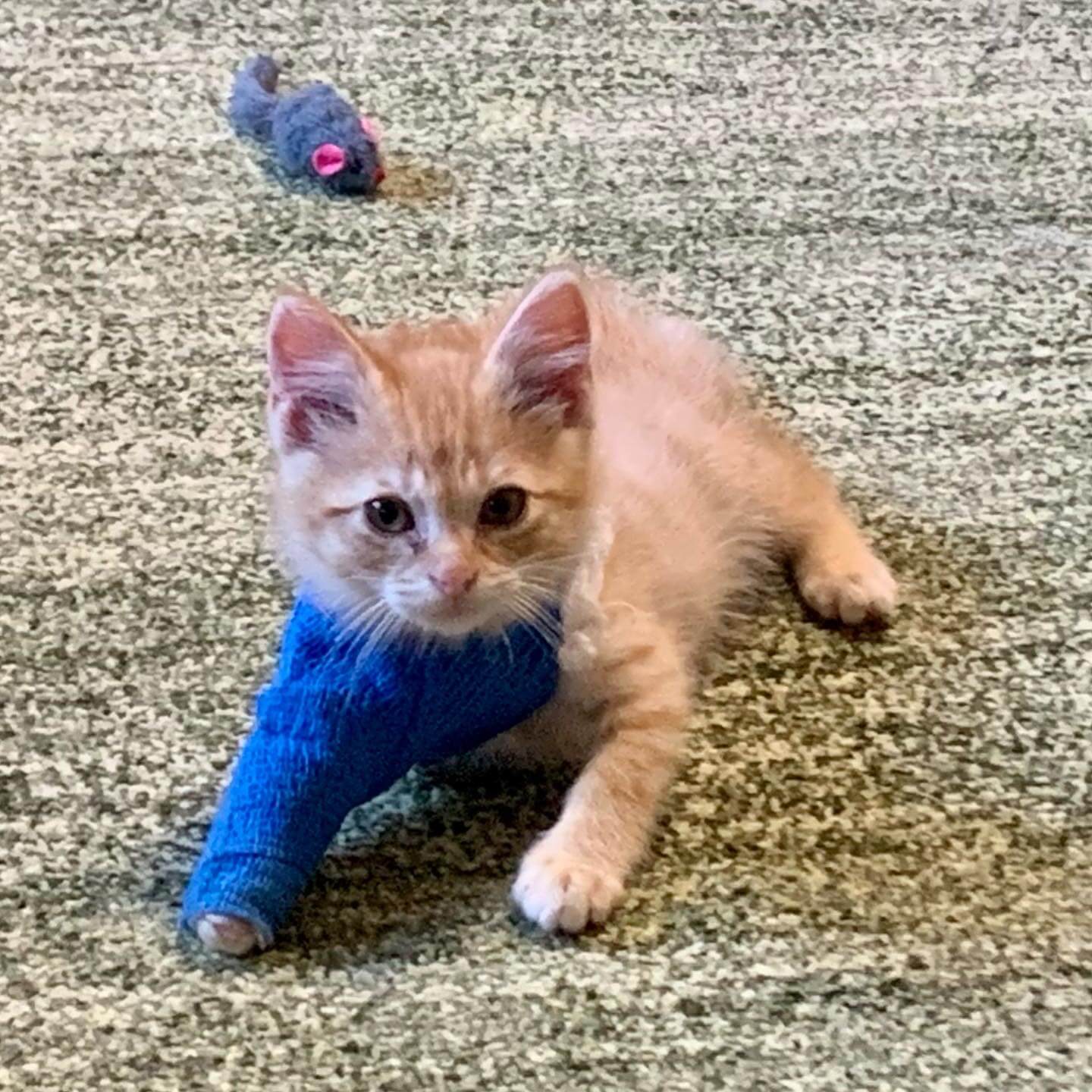 How Healing Hands Veterinary Hospital Keeps Surgery Safe