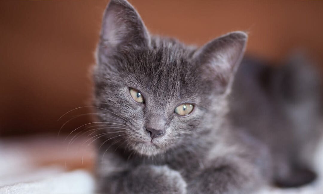 How I Handle The Trauma of Euthanasia