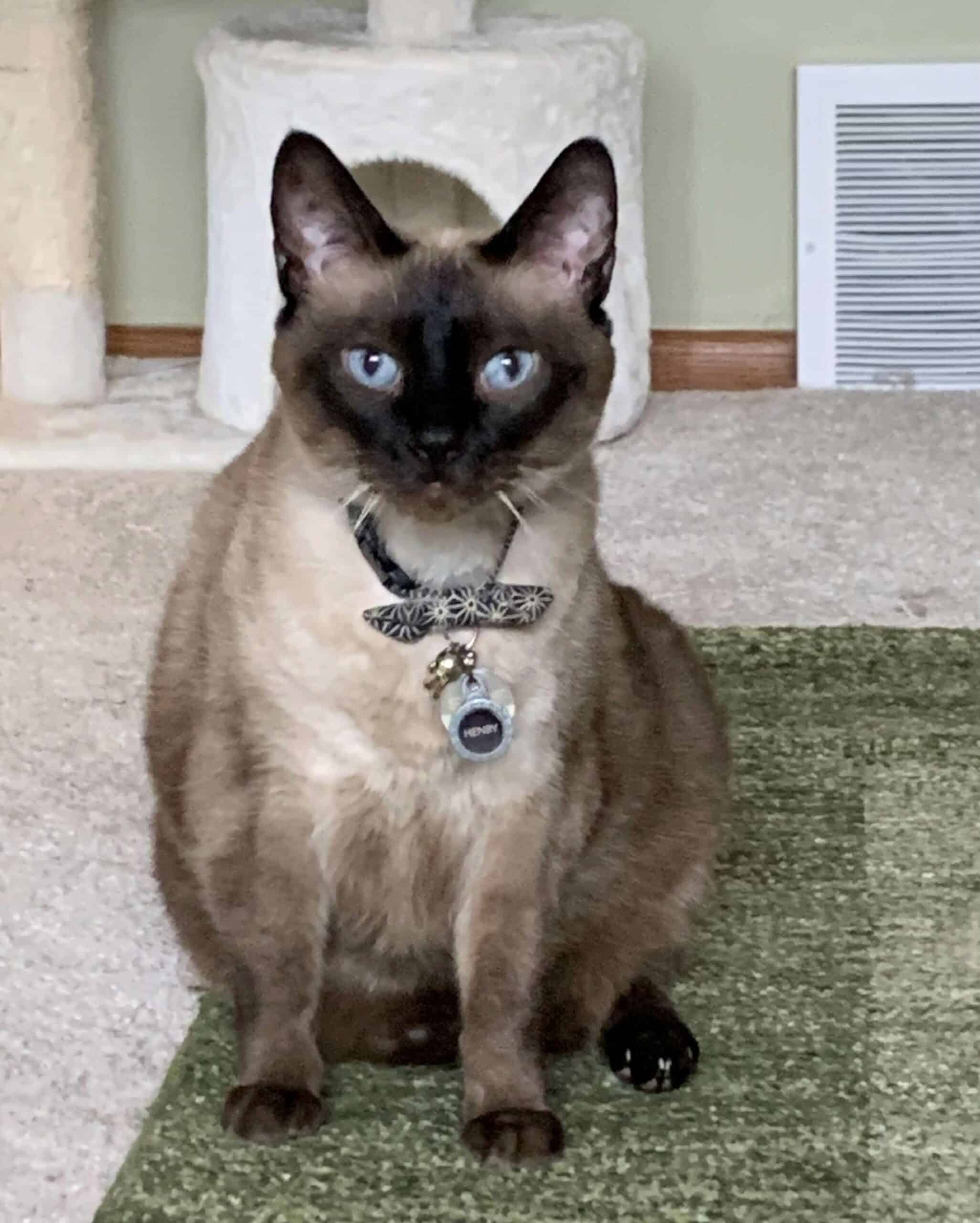 Personalized Nutrition Services for Dogs and Cats