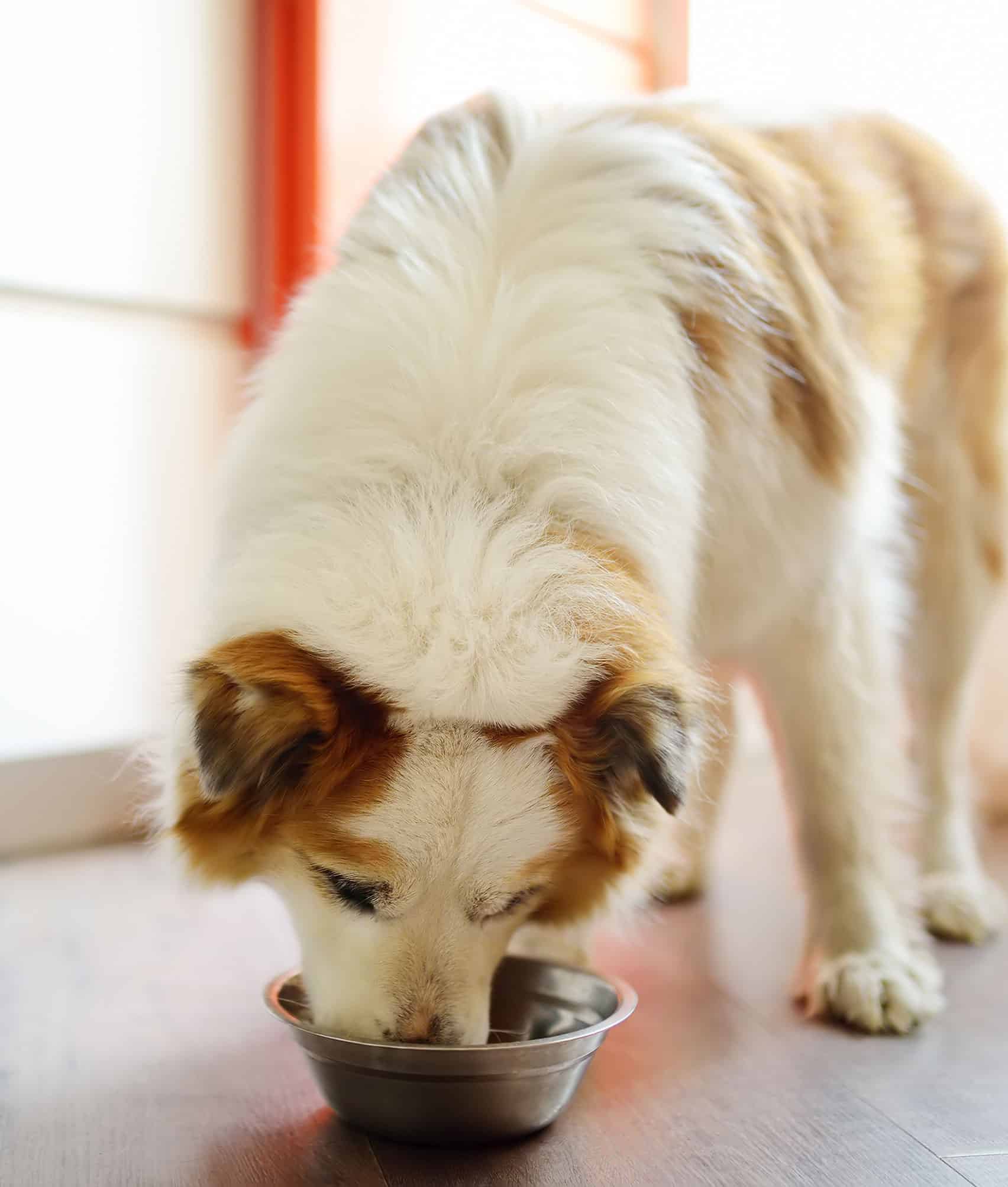 Pet Nutrition for Dogs and Cats in Carver, MN