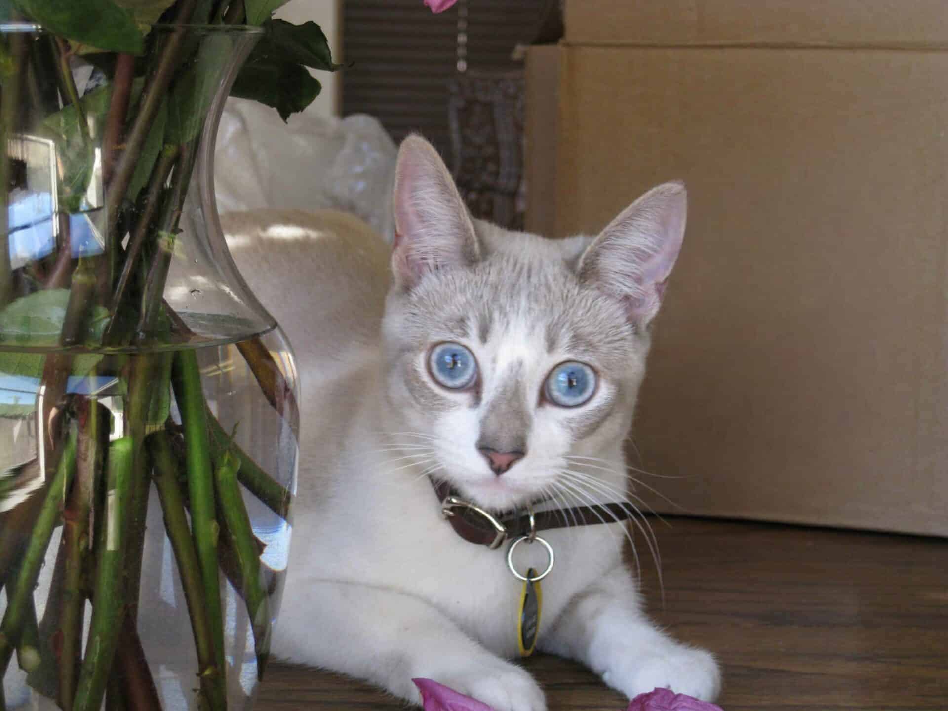 Ready to Feel Confident About What’s in the Bowl?