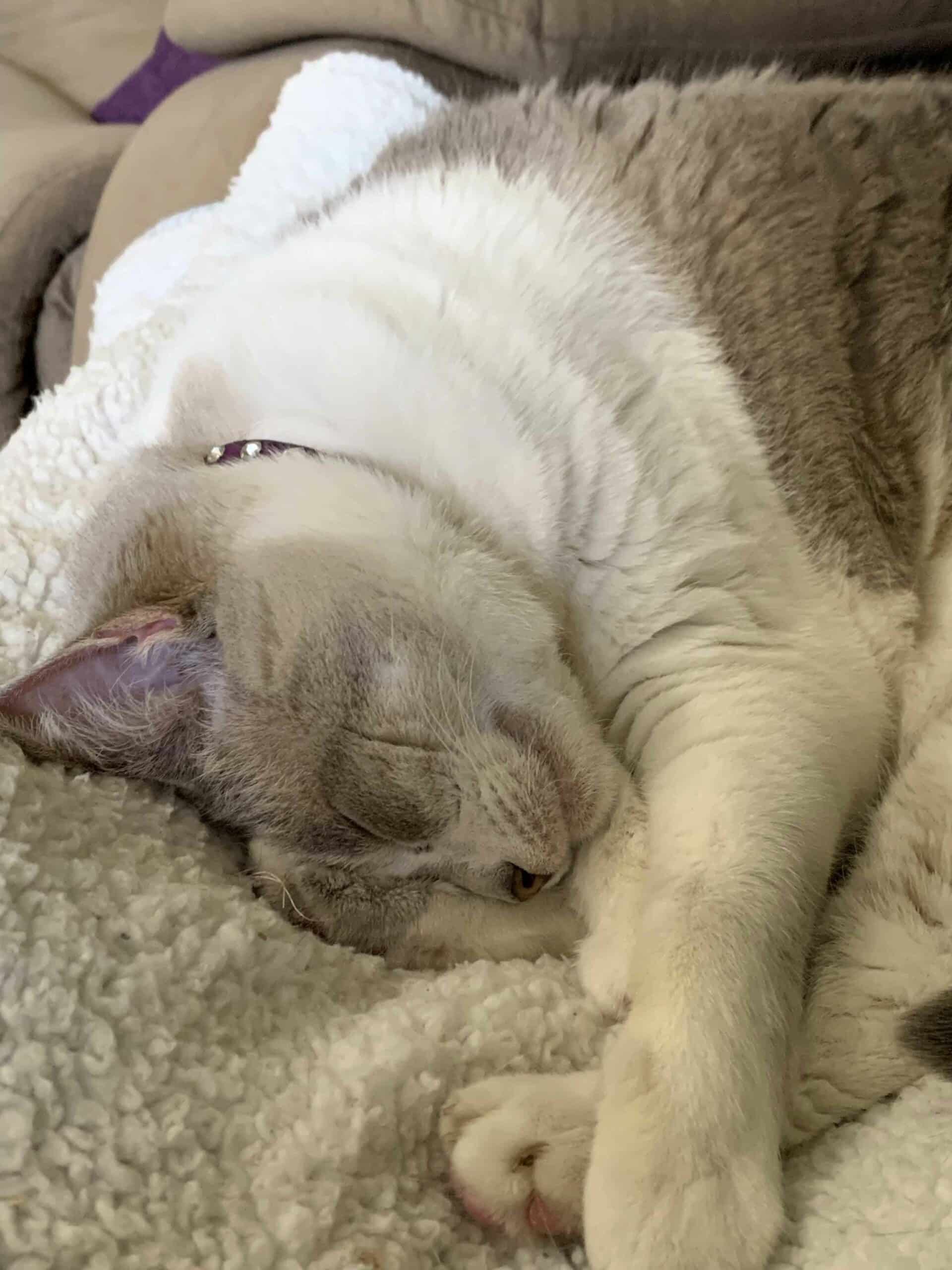 Signs Your Pet Might Need Internal Medicine Evaluation