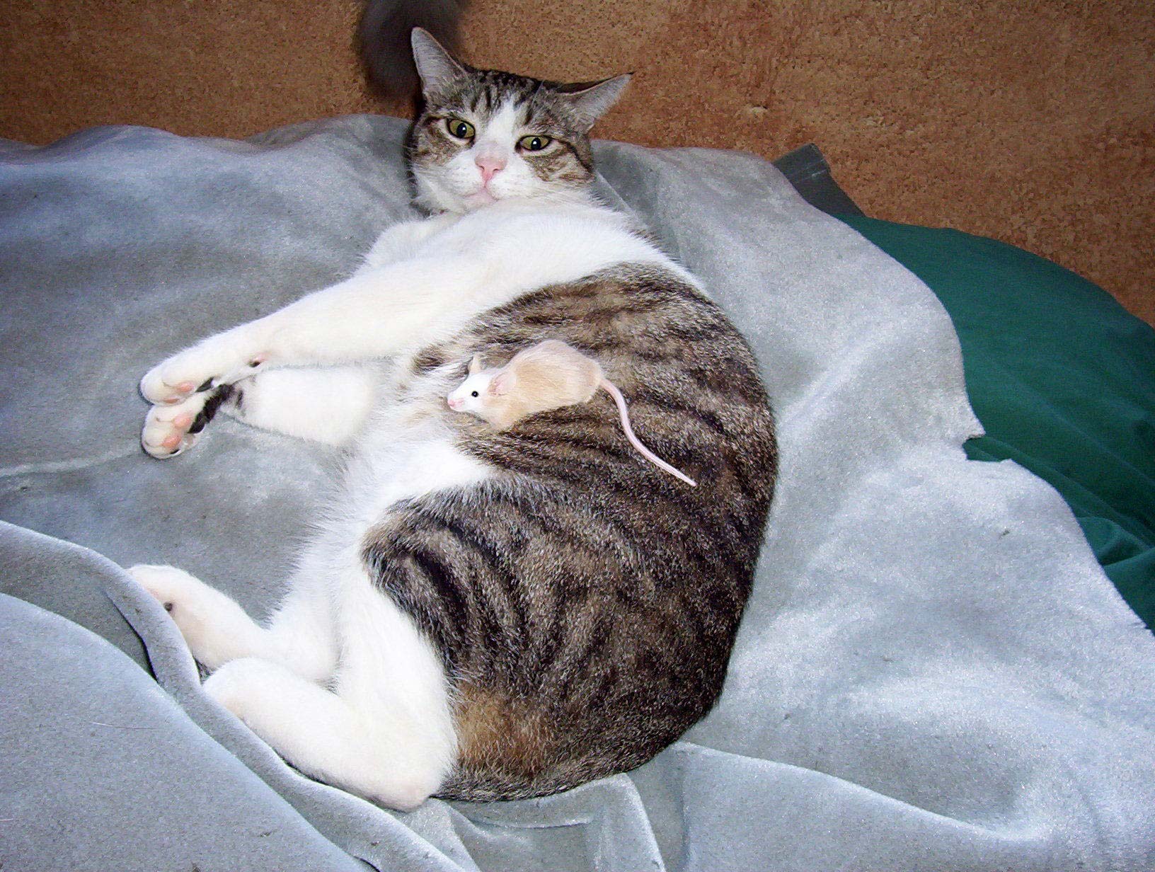 Give Your Pet the Gift of Lifelong Health | Call Us Today!