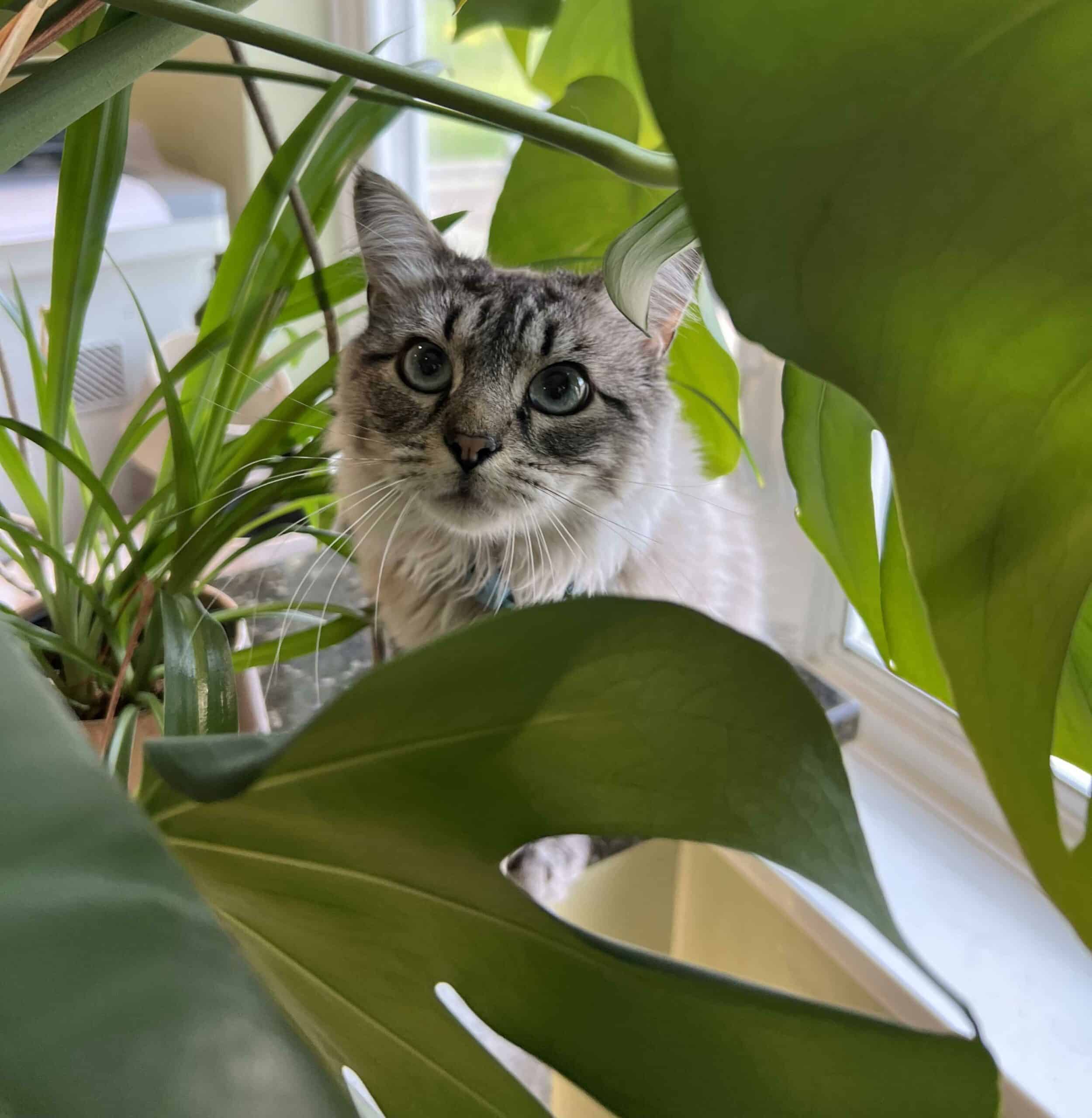 Why Choose Healing Hands Veterinary Hospital for Preventative Care?