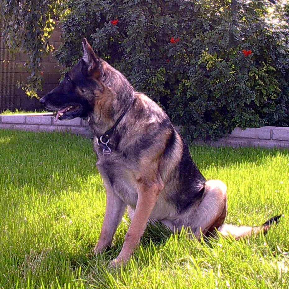 Why Pet Owners in Carver, MN Trust Healing Hands With Nutrition